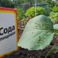 Сода и тля