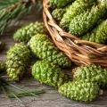 Варенье из шишек