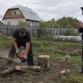 Спил деревье