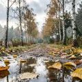 Осенний пейзаж