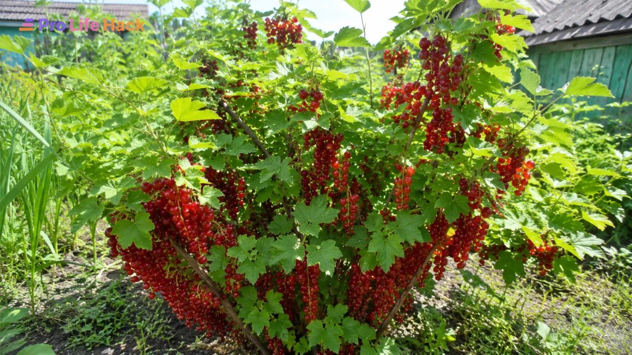 Красная смородина