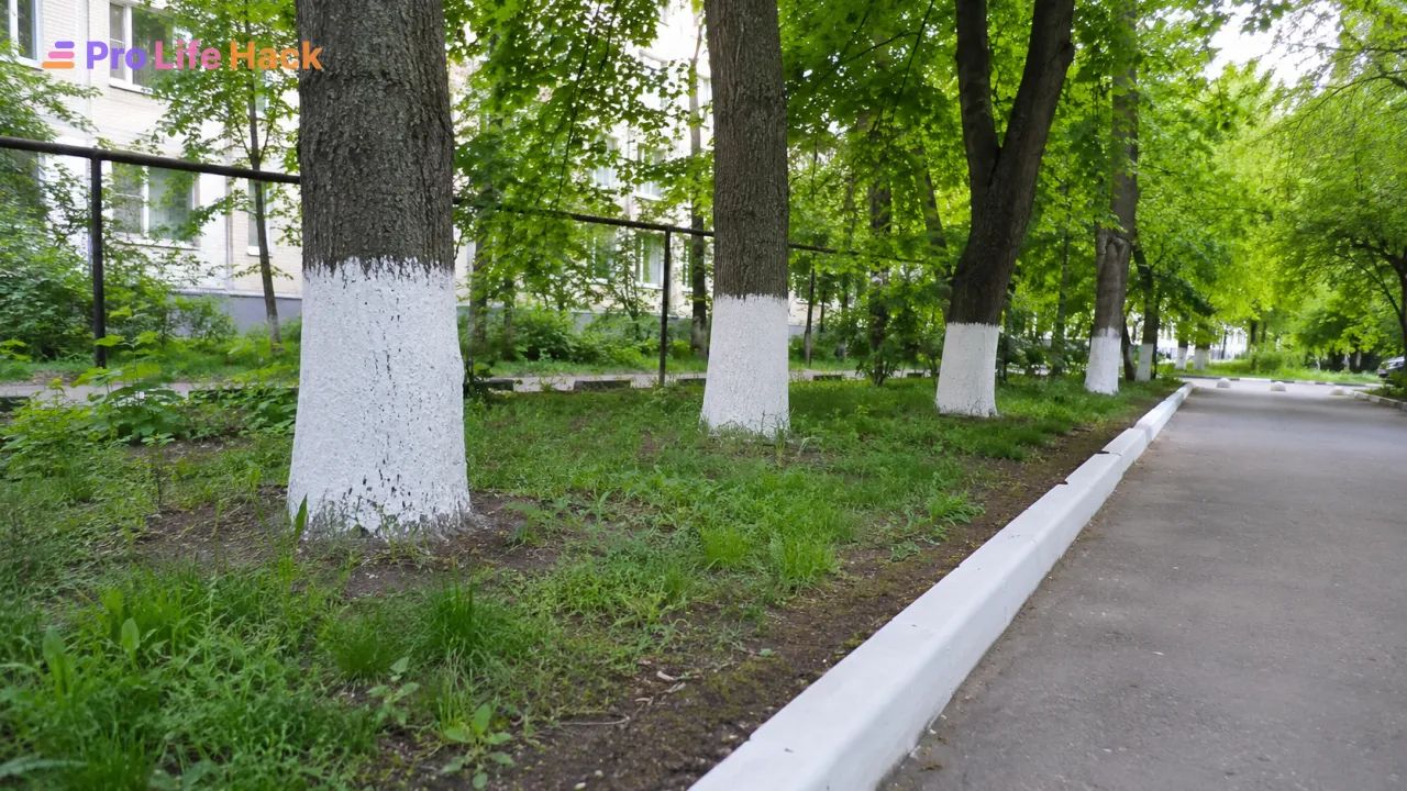 Побелка