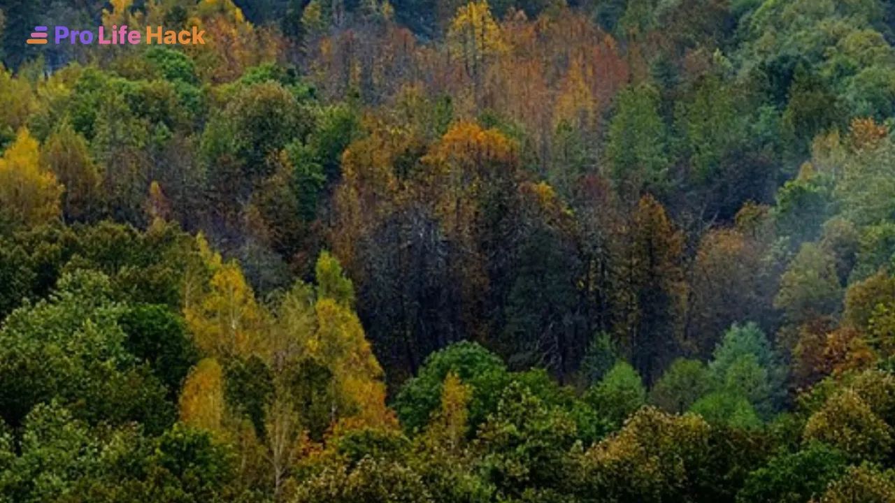 Лес в Абхазии